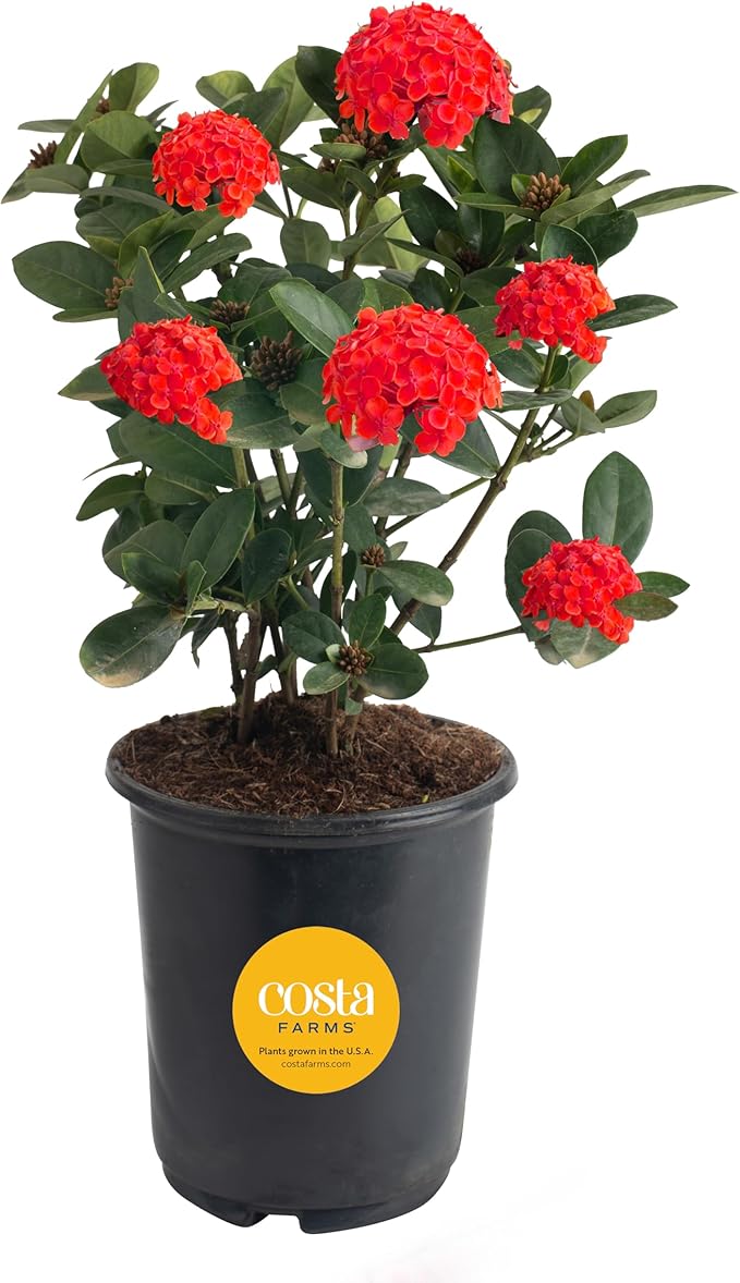 Costa Farms Ixora Maui Red (Jungle Flame) Live Outdoor Plant, Flowering Tropical Shrub, 24-36 Inches Tall, Attracts Butterflies, Full Sun Live Houseplant