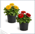 Live Zinnia 2-Pack – Assorted Colors, Flowering Annual, Beautiful Spring and Summer Blooms, 10" Tall by 5" Wide in 1 Qt Pot