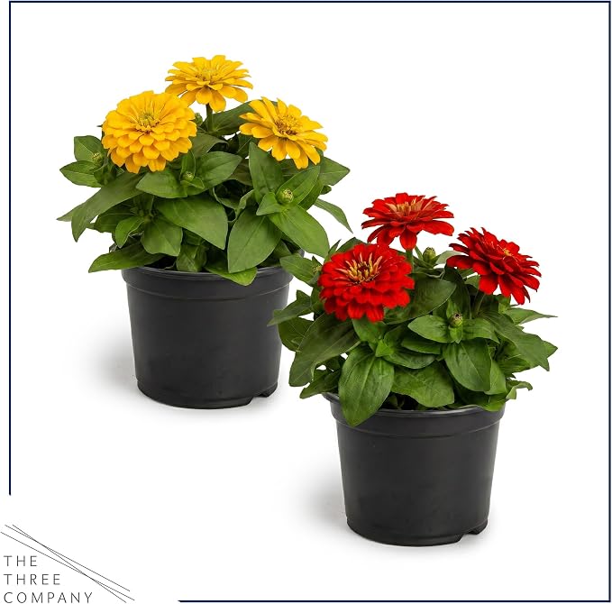Live Zinnia 2-Pack – Assorted Colors, Flowering Annual, Beautiful Spring and Summer Blooms, 10" Tall by 5" Wide in 1 Qt Pot