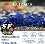 SF Aquatic™ 20 Blue Dream Shrimps High Grade Neocaridina Live Freshwater Aquarium Shrimps. Fully Mature Breeding Age. Live Arrival Guarantee.