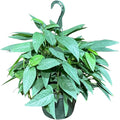 PLANTVERS Cebu Blue Pothos Live Plant – Epipremnum Pinnatum – Cebu Blue Live Vining Plant – Low Light Indoor Houseplant – Easy Tropical Climbing Plant – Air Purifying Indoor Plant (8" Hanging Basket)