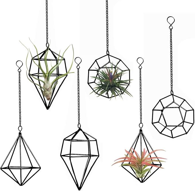 Iron Air Plant Holder, 6PCS Geometric Tillandsia Stand - Wall Mounted Hanging Planter for Home Office Decor, Black Metal Himmeli Craft for Air Ferns, Small Airplants Display