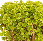 Ming Aralia Gold Bonsai Tree Live Plant - Plants Live Houseplants - Ming Aralia Stump Plant Gift, Elegant Bonsai for Indoor Spaces, Live Bonsai Plant Decor