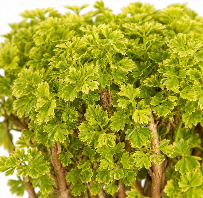 Ming Aralia Gold Bonsai Tree Live Plant - Plants Live Houseplants - Ming Aralia Stump Plant Gift, Elegant Bonsai for Indoor Spaces, Live Bonsai Plant Decor