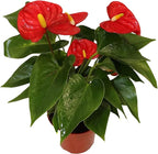 California Tropicals Anthurium Red - Live House Plants Indoor, 4 Inch Pot for Easy Care, Perfect for Office, Home & Flamingo Decor, Real Plant, Plant Gift, Flowering Plants, Sympathy Flowers