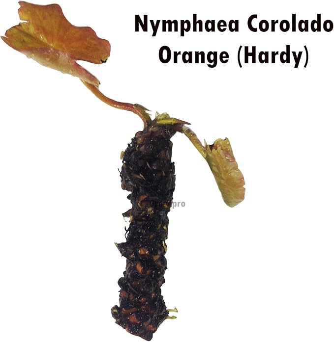 Live Aquatic Plant Orange Nymphaea Colorado Hardy Water Lilies Tuber for Aquarium Freshwater Fish Pond by Greenpro