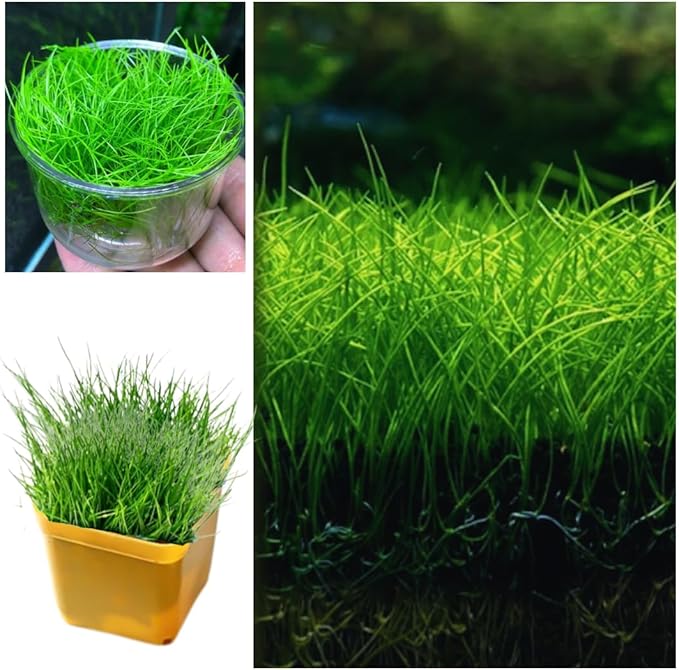 21 Stems of Aquarium Plants Live, Dwaft Hairgrass Grass Plants Live, Live Aquarium Plants, 4 to 6 Inc Tall Seedling for Planting Pond, Aquarium Grass Plants