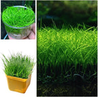 21 Stems of Aquarium Plants Live, Dwaft Hairgrass Grass Plants Live, Live Aquarium Plants, 4 to 6 Inc Tall Seedling for Planting Pond, Aquarium Grass Plants