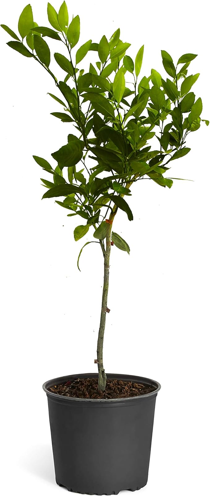 Brighter Blooms - Owari Satsuma Mandarin Tree, 2-3 ft. - No Shipping to AK, AL, AZ, CA, FL, GA, HI, LA, MS, OR, TX