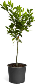 Brighter Blooms - Owari Satsuma Mandarin Tree, 2-3 ft. - No Shipping to AK, AL, AZ, CA, FL, GA, HI, LA, MS, OR, TX