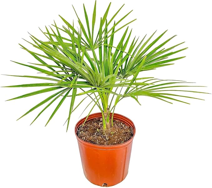 Windmill Palm Tree - Live Plant - Overall Height 26" to 32"' - Tropical Plants of Florida (Plant Only)