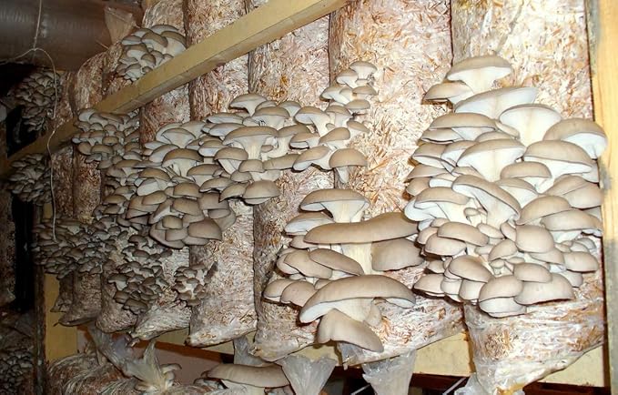 Oyster Mushrooms Spores Non GMO Heirloom 100 Seeds