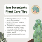 Boobie Cactus Live Plant - Myrtillocactus Geometrizans Fukurokuryuzinboku - 5-6 Inch Height, Unique Succulent Cactus for Indoor and Outdoor Home and Garden Decor, Low Maintenance and Drought-Tolerant