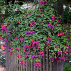 Blue Fuchsia Plant Live in 5-Inch Pot, Hanging Basket Flower, Hardy Fuchsia Vine for Shade Gardens, USDA Zones 8-11