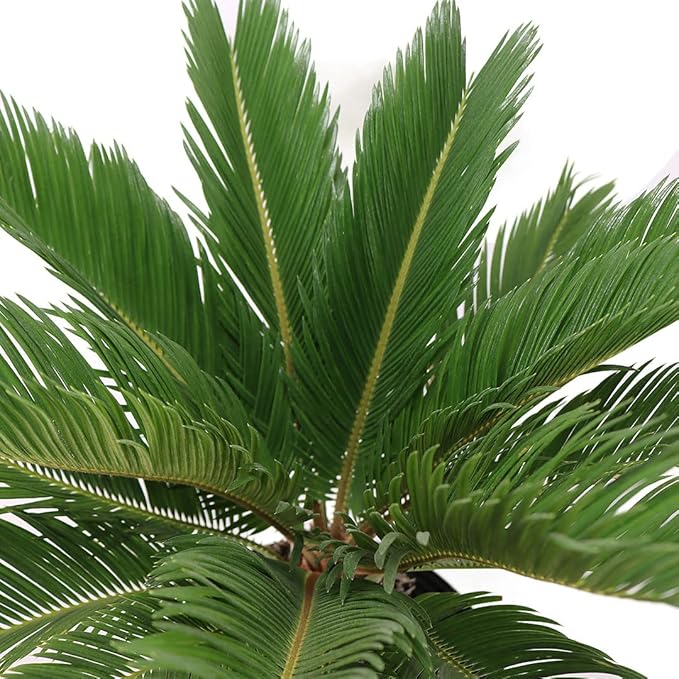 American Plant Exchange Sago Palm – Live 10-Inch Potted Tropical Plant, Easy-Care Indoor & Outdoor Palm, Low-Maintenance Drought-Tolerant Cycad for Home, Office, Patio & Landscape Décor