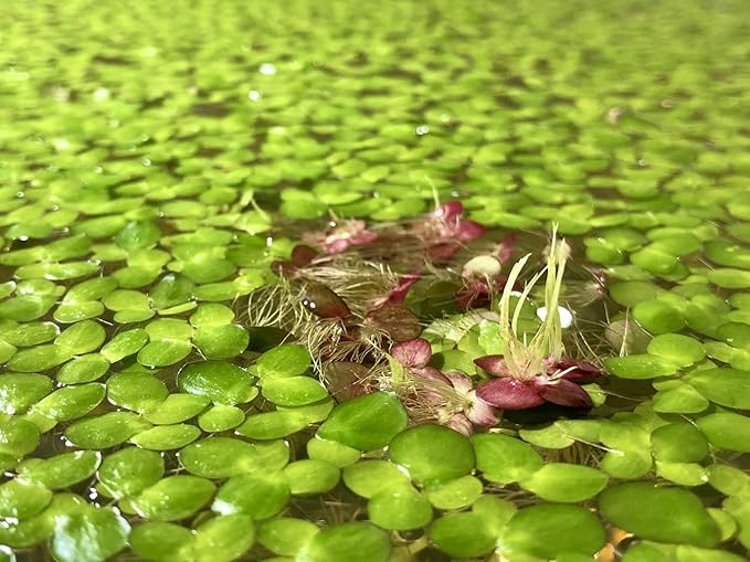 Aquarigram 60+ Giant Duckweed (+Mystery Plant + Invisible Feeding Ring) Live Aquatic Floating Plant for Aquarium (spirodela polyrhiza)
