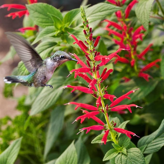 Bonnie Plants Pineapple Sage - 4 Pack Live Plants, Perennial In Zones 8 - 10, 3 - 4 Ft Tall Plants, Garnish, Teas & Flower Arrangements