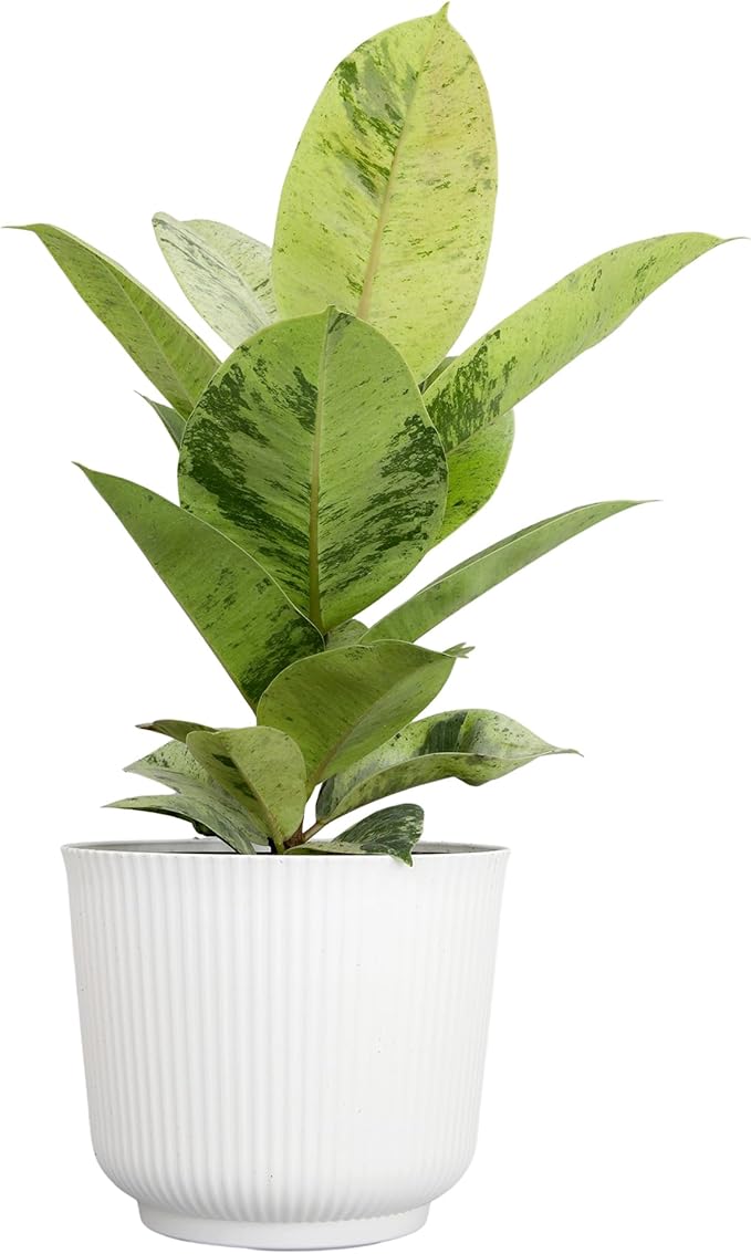Ficus Shivereana 'Moonshine', Rare Rubber Trees, Unique Live Houseplant Decor in 6" White Pot, Easy Gift, Variegated Live Ficus Houseplants, Office & Decorative Plants by Plants for Pets