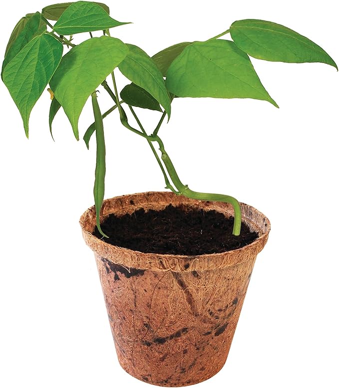 Unique Gardener Plant-It Starters Plant Seeds 4-Pack, DIY Indoor Succulents and Live Plants for Home or Garden Planting, Green Bush Beans