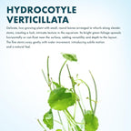 SubstrateSource Live Aquarium Stem Plants - Freshwater Aquatic Plant for Fish Tanks, Aquascaping - (Hydrocotyle Verticillata, 1 Bunch)