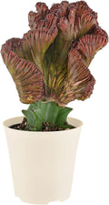Arcadia Garden Products Live Mermaid Tail Cactus Indoor Houseplant in Plastic Pot, Euphorbia lactea Cristata Crested Coral Succulent Plant Gift for Home and Garden Decor, 4-inch, Red