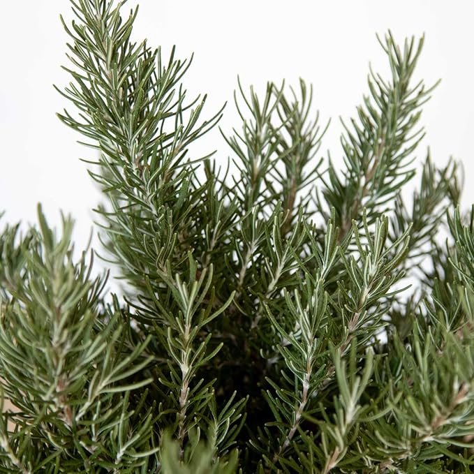 Chef's Choice Rosemary (2 Gallon) Fragrant Lavender - Evergreen Edible Shrub - Live Plant for Cooking & Grilling - Southern Living Plant Collection - Rosemarinus officinalis