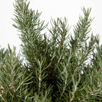 Chef's Choice Rosemary (2 Gallon) Fragrant Lavender - Evergreen Edible Shrub - Live Plant for Cooking & Grilling - Southern Living Plant Collection - Rosemarinus officinalis