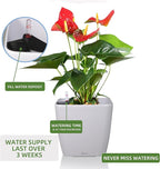 Dexceder 13x12 Self Watering Planter with Wheels Indoor Outdoor, Inner Mat Design, Thickened Large Floor Standing Flower Plant Pot with Water Level Indicator (White Matte)