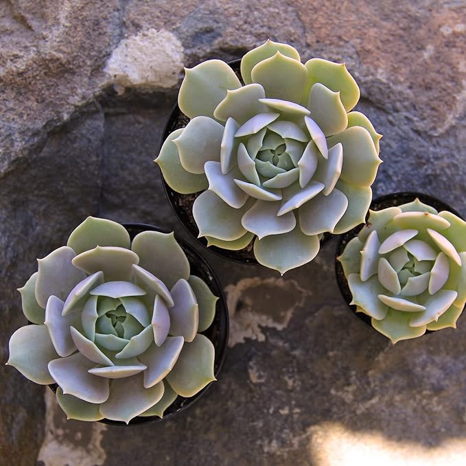 Altman Plants, Lola Echeveria Succulent Plants Live Succulents Plants Live with Pot, Live Indoor Plants Live Houseplants Live Indoor House Plants Indoors Live Plants Outdoor Plants Live Outdoor Plants