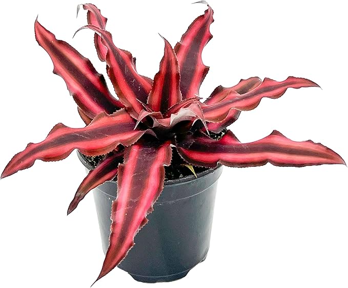 ragnaroc Live Plants – Cryptanthus ‘Red Star‘, 4-8" in 4" Pot - 1ct - Live Arrival Guaranteed - Succulents and House Plants for Home Decor & Gift