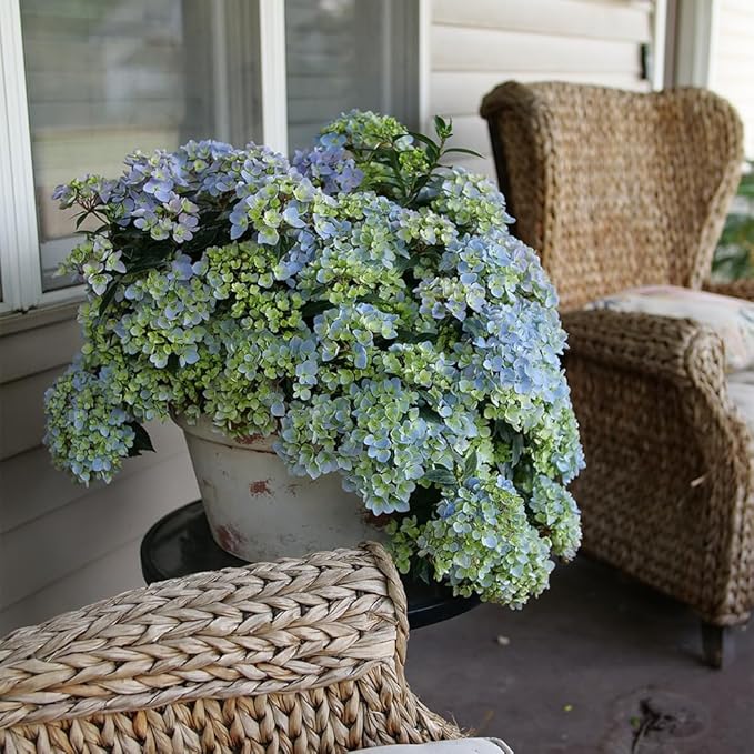 Proven Winners 2 Gal. Fairytrail Fresco Hydrangea Shrub