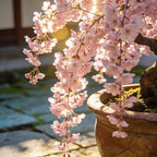 Weeping Prunus Blossoms Seeds for Planting, 46+ Rare Prunus Subhirtella Pendula Seeds, Non-GMO Heirloom Plants Seed for Home Garden Outdoor