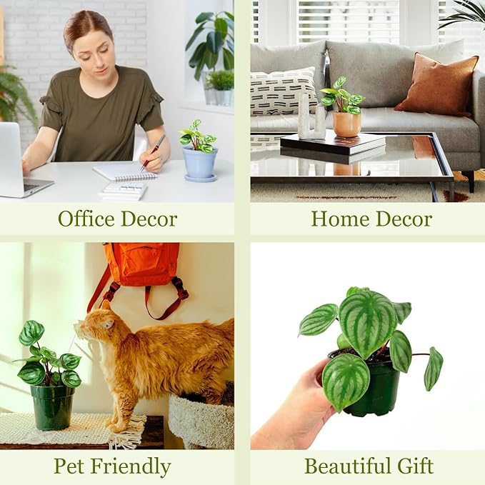Watermelon Peperomia Plant Live Heart Shaped Succulents - Pet Friendly Plants Live Fully Rooted Houseplant for Home Office Wedding Decorations - Birthday & Mother's Day Gift(Heat Pack Included)