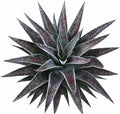 Mangave 'Thunderbird', 1.5" Plug - Live Succulent Plant, Agave Like Rosette, Low Maintenance Indoor Outdoor Plant for Home Garden Decor, Beginner-Friendly Live Plants