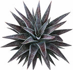 Mangave 'Thunderbird', 1.5" Plug - Live Succulent Plant, Agave Like Rosette, Low Maintenance Indoor Outdoor Plant for Home Garden Decor, Beginner-Friendly Live Plants