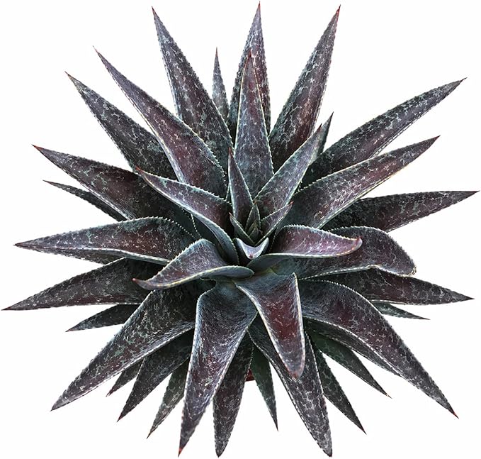 Mangave 'Thunderbird', 1.5" Plug - Live Succulent Plant, Agave Like Rosette, Low Maintenance Indoor Outdoor Plant for Home Garden Decor, Beginner-Friendly Live Plants