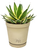 Altman Plants lophantha Quadricolor Agave Plant, Exotic Succulent, Live Plant Decor, Exotic Plants & Rare Plants, Real Plants Live Succulents Plants Live Houseplants, Rare Succulent Plants Live Plants