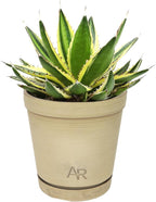 Altman Plants lophantha Quadricolor Agave Plant, Exotic Succulent, Live Plant Decor, Exotic Plants & Rare Plants, Real Plants Live Succulents Plants Live Houseplants, Rare Succulent Plants Live Plants