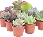 Colorful Succulents (12 Pack) - Assorted 2 Inch - Live Succulent Plants - Fully Rooted Succulents