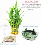 Athena’s Garden Lucky Bamboo Indoor Live Plant 3 Tier Tower Fresh Plant in Ceramic Planter (Frog)