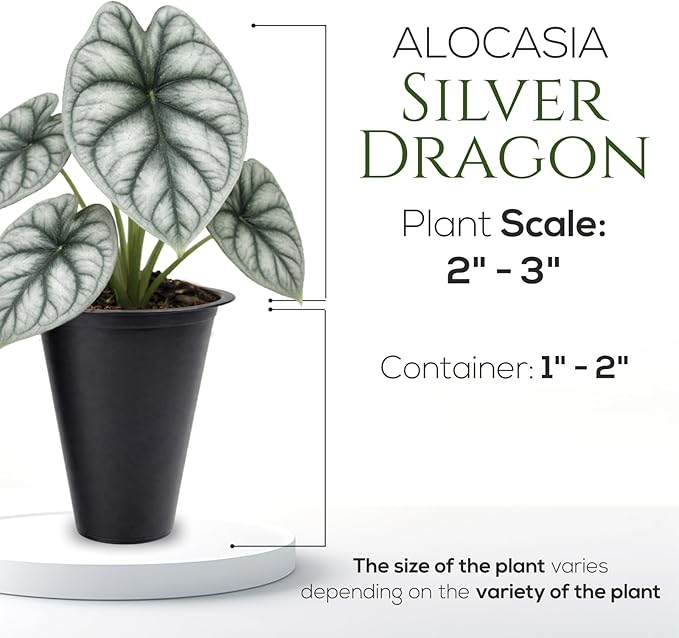 Alocasia Silver Dragon (4 Pack) Live Plant,Rare Indoor Alocasia,Silver Foliage Elephant Ear Plant,Tropical Houseplant Live, Starter Size Alocasia Plant,Houseplant for Home Decor and Indoor Growing