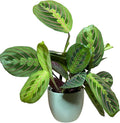 Live Plant, Red Maranta Prayer Plant, Pet Friendly, Air Purifying Plant, Easy Care, Easy to Grow Live Indoor Plant, Houseplant, Rare Indoor Plant, Home Décor 4.7 inch Pot (Sage)