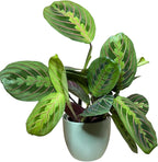 Live Plant, Red Maranta Prayer Plant, Pet Friendly, Air Purifying Plant, Easy Care, Easy to Grow Live Indoor Plant, Houseplant, Rare Indoor Plant, Home Décor 4.7 inch Pot (Sage)