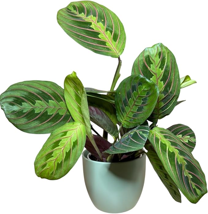 Live Plant, Red Maranta Prayer Plant, Pet Friendly, Air Purifying Plant, Easy Care, Easy to Grow Live Indoor Plant, Houseplant, Rare Indoor Plant, Home Décor 4.7 inch Pot (Sage)