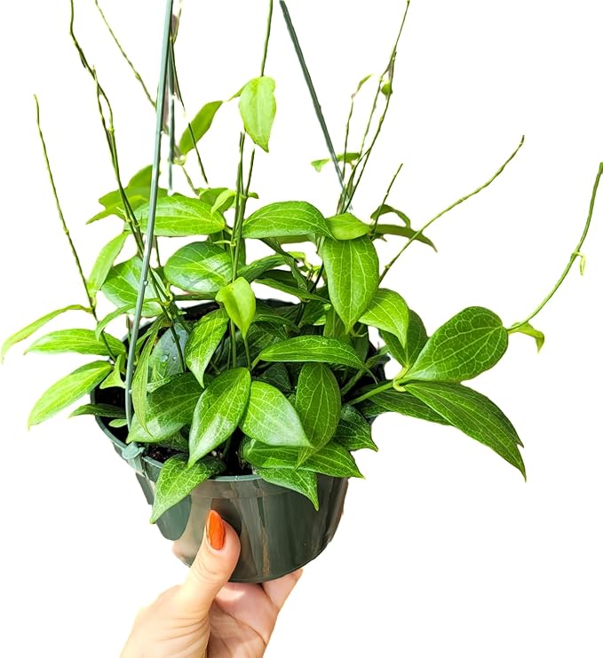 Hoya Fitchii - Rare & Easy-to-Care Wax Plant | Stunning Veined Foliage | Indoor Air Purifying Plant | Live Houseplant | CA Seller (Multiple Plants/Stems, 6" Hanging Pot)