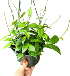 Hoya Fitchii - Rare & Easy-to-Care Wax Plant | Stunning Veined Foliage | Indoor Air Purifying Plant | Live Houseplant | CA Seller (Multiple Plants/Stems, 6" Hanging Pot)