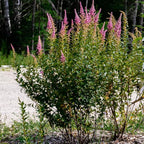 Steeplebush 1 Live Shrub (Spiraea tomentosa) – Native Pollinator Shrub with Pink Flowers – 1 Gallon Pot, 2–3 ft Plant
