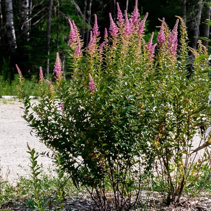 Steeplebush 1 Live Shrub (Spiraea tomentosa) – Native Pollinator Shrub with Pink Flowers – 1 Gallon Pot, 2–3 ft Plant