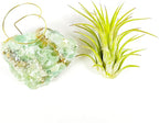 Small Green Calcite Geode Crystal Air Plant Holder Includes Healthy Live Air Plant Gift Box - Zen Plant Decor for Crystal and Plant Lovers