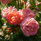 2 Gallon The Orange Glow Knock Out® Rose Plant with Orange Blooms